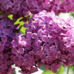 How to Help Your Lilacs to Flower