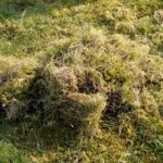 What To Do When Moss Invades The Lawn?