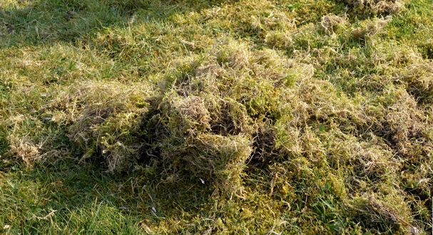 What To Do When Moss Invades The Lawn?