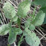 How To Fight Against Flea Beetles With Black Soap?