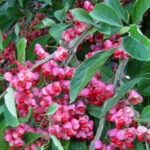 The Best Ornamental Shrubs With Decorative Fruits