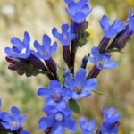 How To Plant, Grow, and Care for Bugloss (Anchusa)