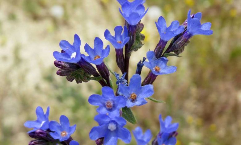 How To Plant, Grow, and Care for Bugloss (Anchusa)