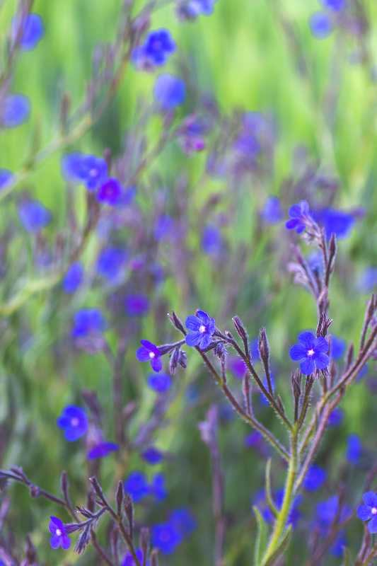 How To Plant, Grow, and Care for Bugloss (Anchusa)