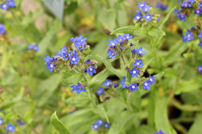 How To Plant, Grow, and Care for Bugloss (Anchusa)