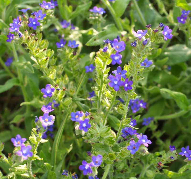 How To Plant, Grow, and Care for Bugloss (Anchusa)