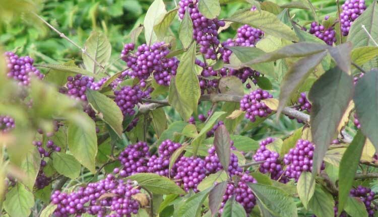 The Best Ornamental Shrubs With Decorative Fruits