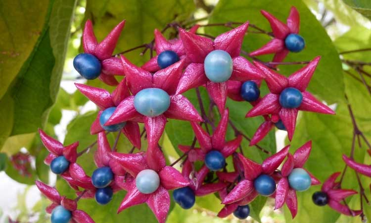 The Best Ornamental Shrubs With Decorative Fruits