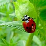 5 Beneficial Insects That Will Actually Help Your Plants