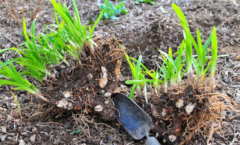 How to Divide the Agapanthus?