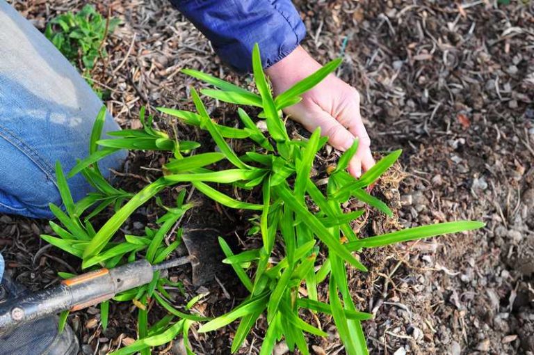 How to Divide the Agapanthus?