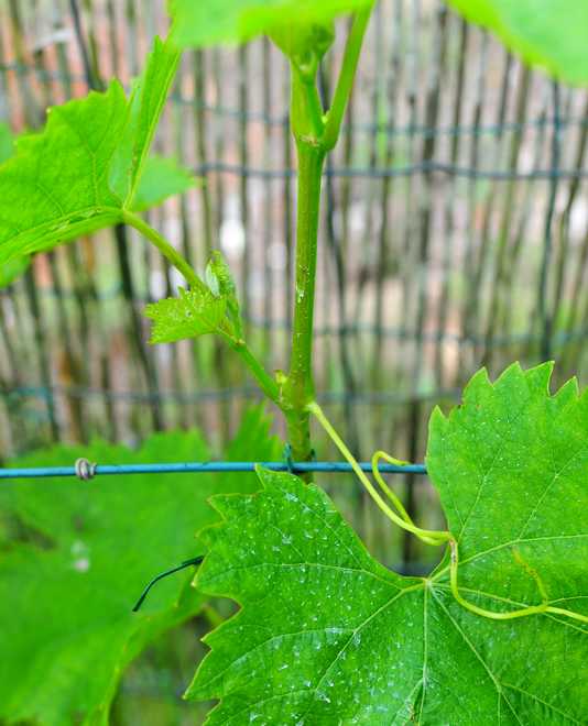 How To Maintain The Vine In The Spring