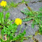 How to weed more naturally?