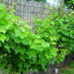 How To Maintain The Vine In The Spring