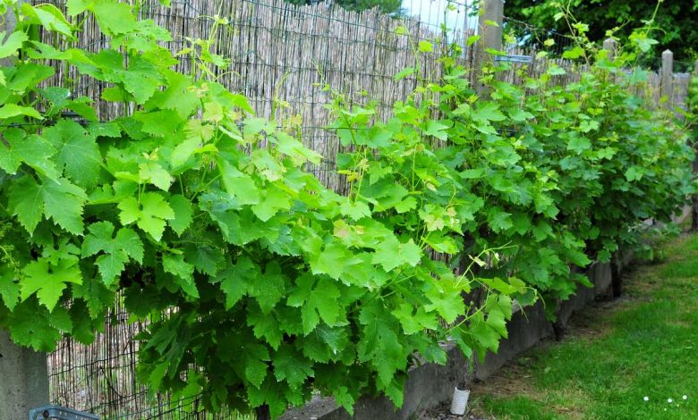 How To Maintain The Vine In The Spring