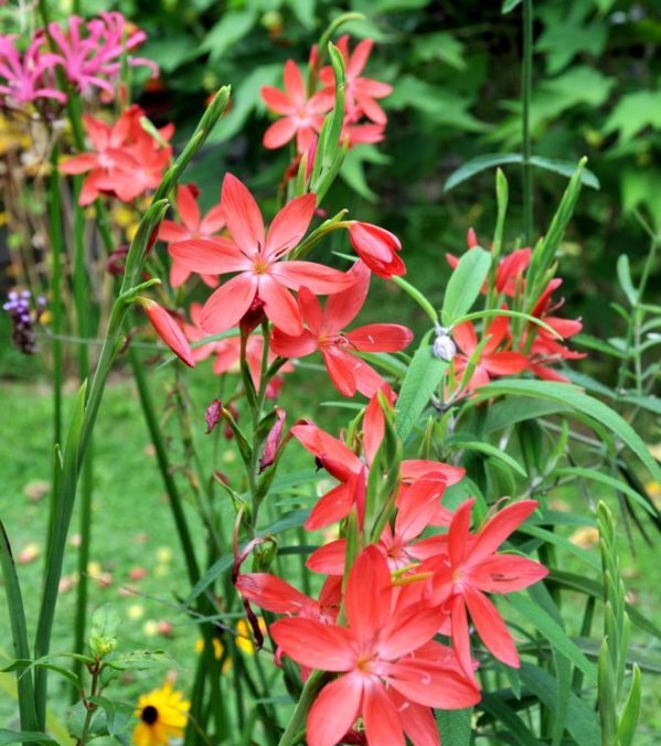 How To Plant, Grow, and Care For Cafres Lily