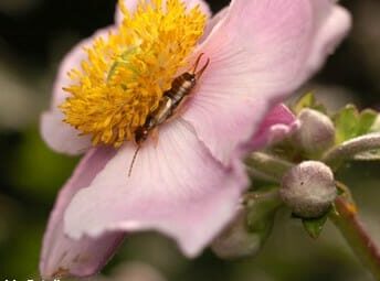 5 Beneficial Insects That Will Actually Help Your Plants