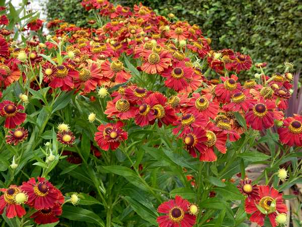 Tips and Information About Helenium