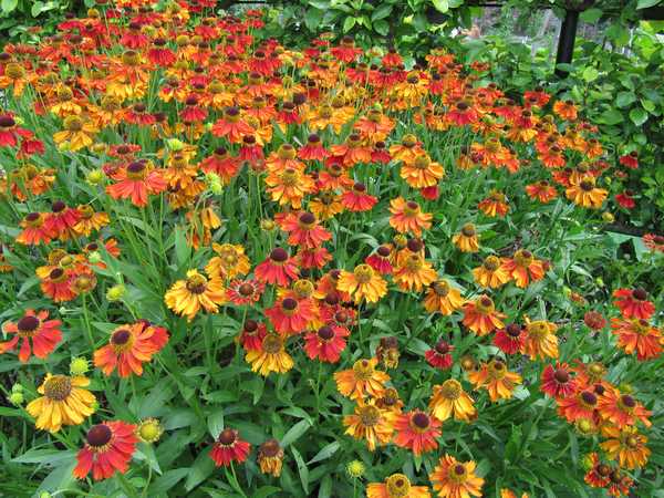 Tips and Information About Helenium