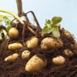 How to Plant Potatoes? : Planting Tips for a Better Result