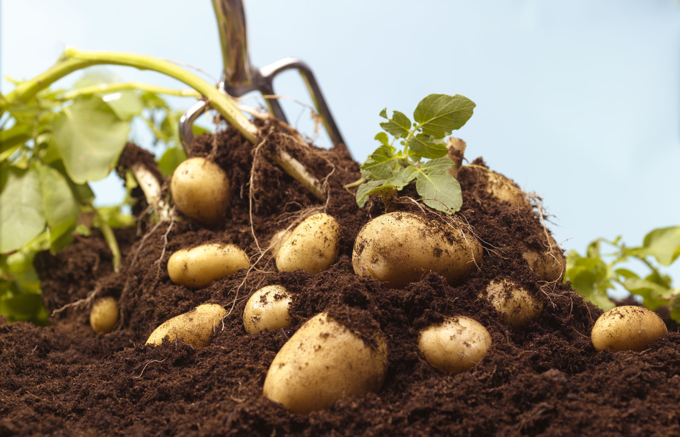 How to Plant Potatoes? : Planting Tips for a Better Result