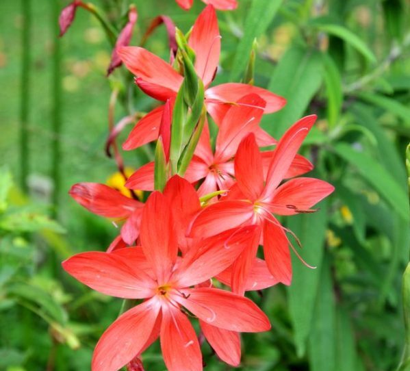 How To Plant, Grow, and Care For Cafres Lily
