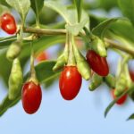 How To Plant and Grow The Goji, “Fruit of Happiness”!