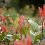 How to Plant Photinia, a Shrub for a Light Hedge!