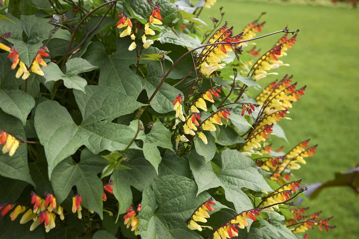 7 Annual Climbing Plants to Sow in March