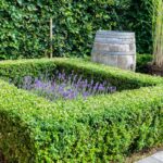 How To Plant a Boxwood Border?