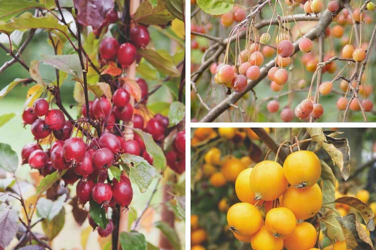 The Best Ornamental Shrubs With Decorative Fruits