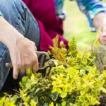 When and How to Prune Your Shrubs : Shrub Pruning Calendar