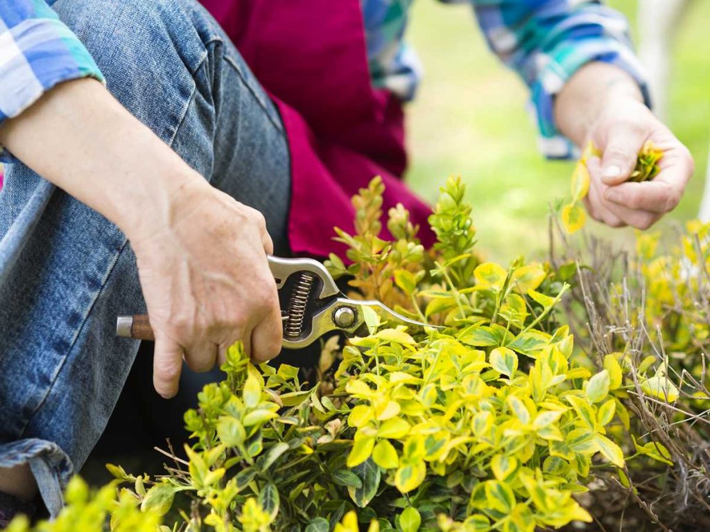 When and How to Prune Your Shrubs : Shrub Pruning Calendar