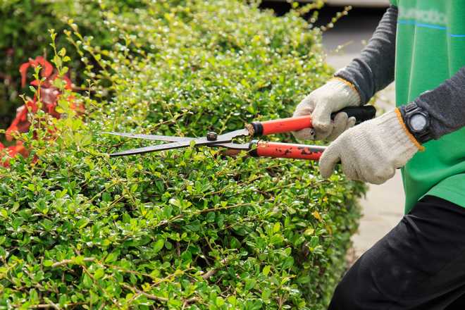 When and How to Prune Your Shrubs : Shrub Pruning Calendar