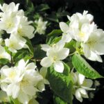 Tips and Information About The Beautiful Mock Orange , (Philadelphus)