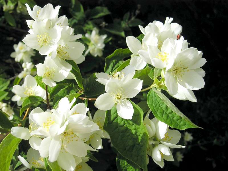 Tips and Information About The Beautiful Mock Orange , (Philadelphus)