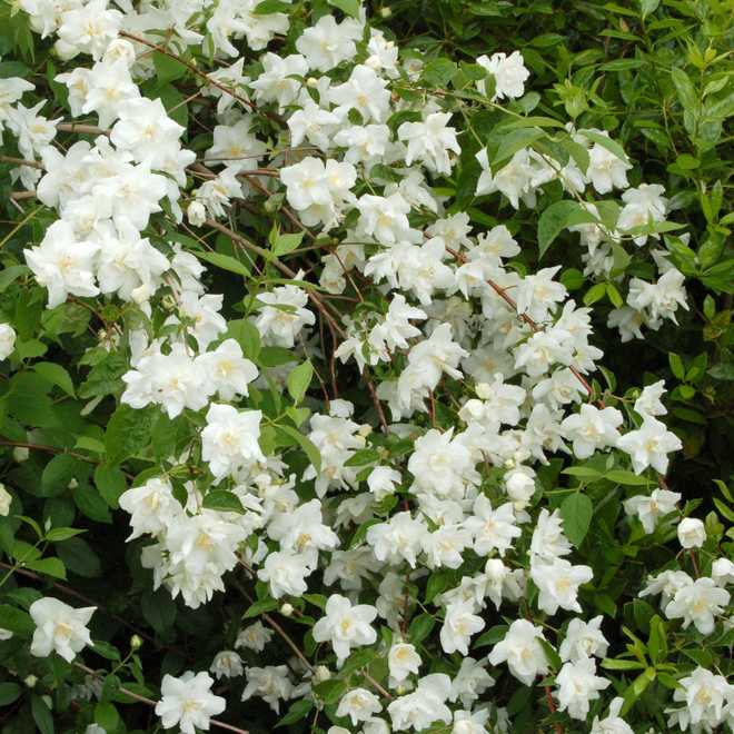 Tips and Information About The Beautiful Mock Orange , (Philadelphus)