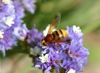 5 Beneficial Insects That Will Actually Help Your Plants