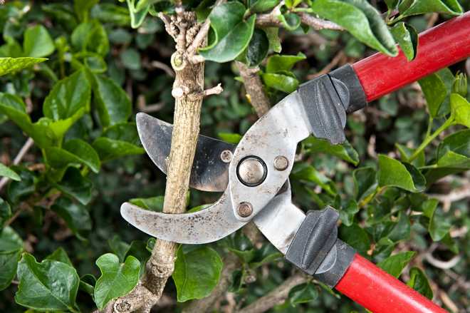 When and How to Prune Your Shrubs : Shrub Pruning Calendar