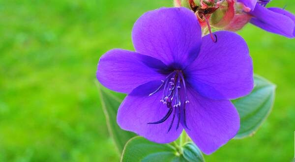 How To Plant, Grow, and Care For Tibouchina