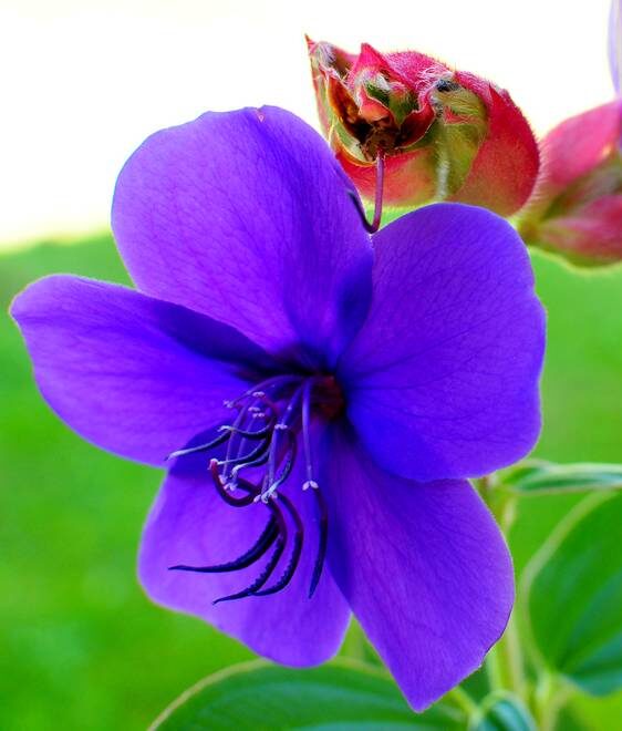 How To Plant, Grow, and Care For Tibouchina