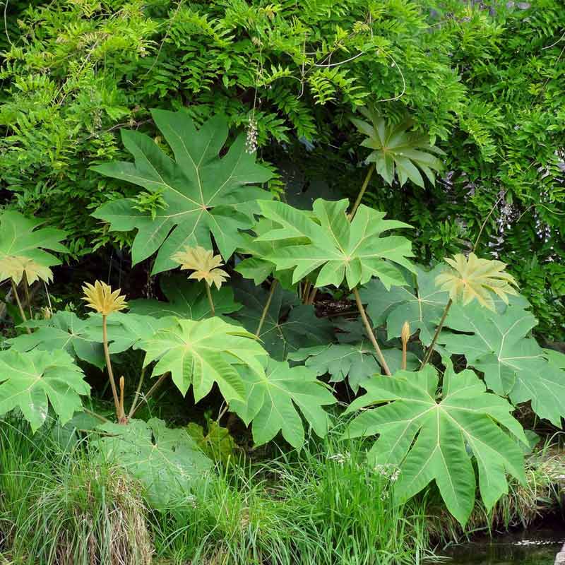 10 Exotic and Hardy Plants For the Jungle Garden