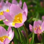 Botanical Tulips: 7 Amazing Varieties to Discover