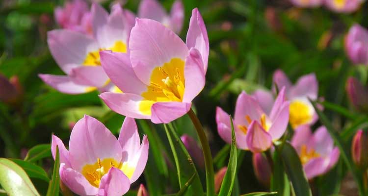 Botanical Tulips: 7 Amazing Varieties to Discover