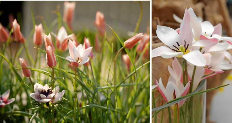 Botanical Tulips: 7 Amazing Varieties to Discover