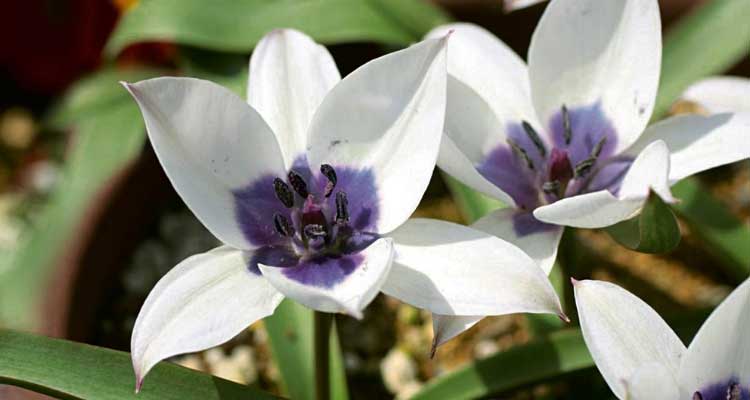 Botanical Tulips: 7 Amazing Varieties to Discover