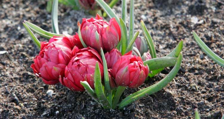 Botanical Tulips: 7 Amazing Varieties to Discover