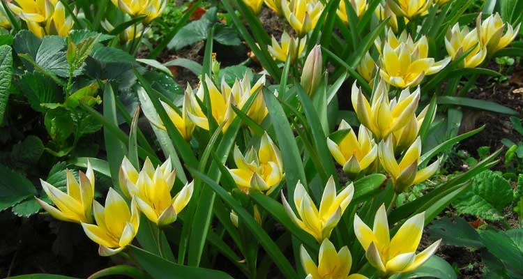 Botanical Tulips: 7 Amazing Varieties to Discover