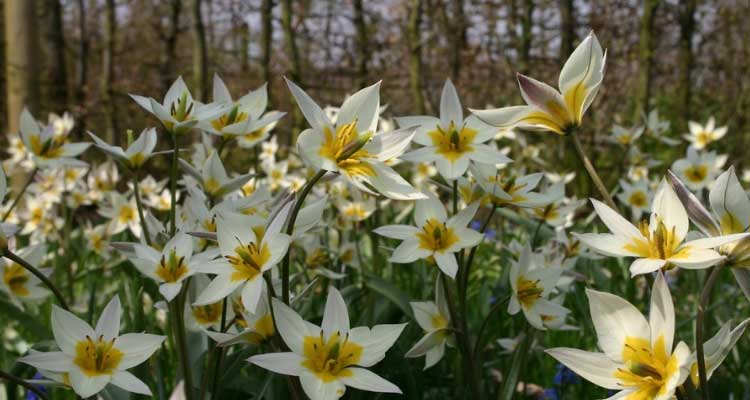 Botanical Tulips: 7 Amazing Varieties to Discover