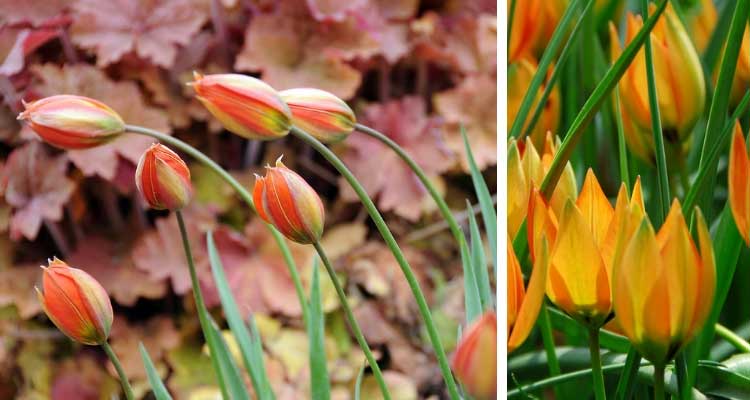 Botanical Tulips: 7 Amazing Varieties to Discover